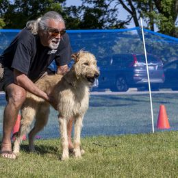 Lurchers and Salukis from Ashir Kennels