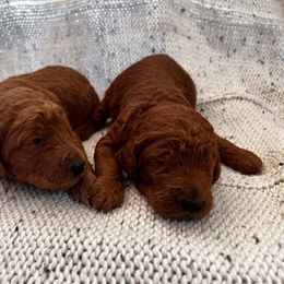 Poodle Puppies from CAStandardPoodles