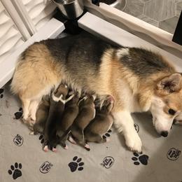 Pembroke Welsh Corgi Puppies from Winterflower Corgis