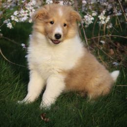 Collie Puppies from Circle H Farm