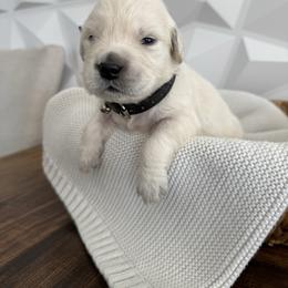 Black collar - Light golden male Golden Retriever puppy in Radcliff, Kentucky from It’s A Golden Life