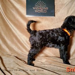 Mudi Puppies from Menagerie Mudis & More