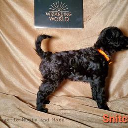 Mudi Puppies from Menagerie Mudis & More