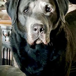 Eli - Dilute Retriever