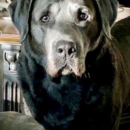 Eli - Dilute Retriever
