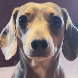 Dachshunds from Rolling S Ranch Doxies