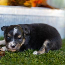 Belle - Black tri female Miniature American Shepherd puppy in Granbury, Texas from Best Little Aussies