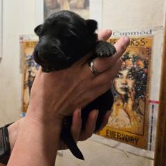 Red - Black female German Shepherd puppy in Coupeville, Washington from Von Hilkey Shepherds