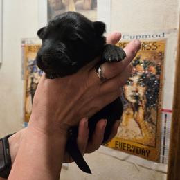 Red - Black female German Shepherd puppy in Coupeville, Washington from Von Hilkey Shepherds