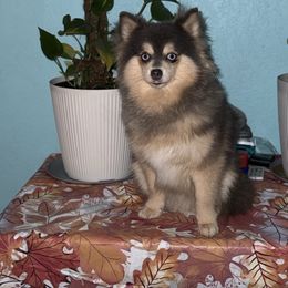 Silver - Pomsky