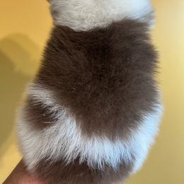 Copper - Chocolate parti male Pomeranian puppy in Woodsfield, Ohio from Country Lane Kennels