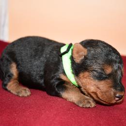Roland - Black and tan male Welsh Terrier puppy in Draper, Virginia from Shady Oaks WFT