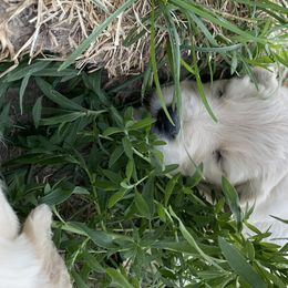 Golden Retriever Puppies from Castle Country Companions