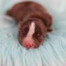 Pop - Red tri male Toy Australian Shepherd puppy in Bryan, Texas from Tiny Tail Haven