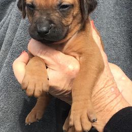Rhodesian Ridgeback Puppies from Mafigeni Ridgebacks