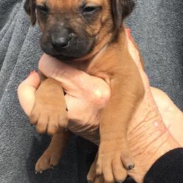 Rhodesian Ridgeback Puppies from Mafigeni Ridgebacks