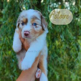 Astaire - The Leading Man - Red merle male Australian Shepherd puppy in Pittsville, Wisconsin from Match Dot Pup