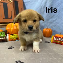 Iris - Sable female Pembroke Welsh Corgi puppy in Apison, Tennessee from Ashmore Corgis
