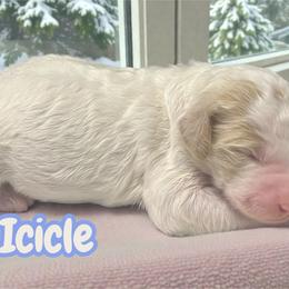 Icicle - Parti female Goldendoodle puppy in Ellenburg Center, New York from Kristin's Puppies