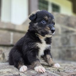 Pic coming soon - Black tri-color female Australian Shepherd puppy in Wrightsville, Georgia from Wild Magnolia Farms Aussies