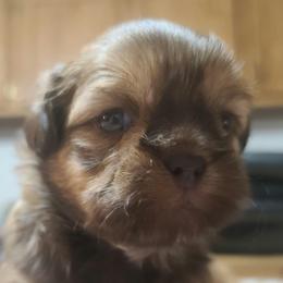 Puppy 1 - Liver female Shih Tzu puppy in Belleville, Michigan from Patricia's Heavenly Earth Angels