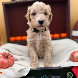 Davis - Apricot male Goldendoodle puppy in Willacoochee, Georgia from Kitandkboodle's Doodles