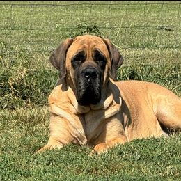 Ka’Rona - Mastiff