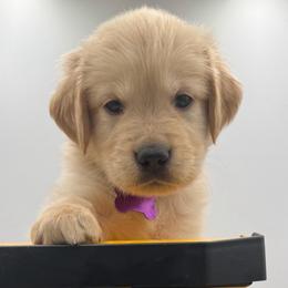 Archie (purple collar) - Light golden male Golden Retriever puppy in Tyler, Texas from Cedar Hollow Retrievers