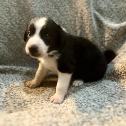 Border Collie and Jack Russell Terrier Puppies from CP FARMS BORDER COLLIES N JACKS CORP