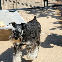 Miniature Schnauzer puppies from Findell Kennel, LLC