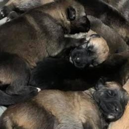 German Shepherd Puppies from Legacy K9’s