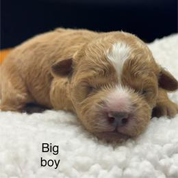 Kam - Red sable male Havapoo puppy in Loveland, Colorado from Littledoodles2love