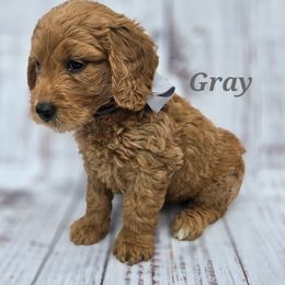 Gray - Sable female Goldendoodle puppy in Taft, Tennessee from McGraw's Fetching Pups