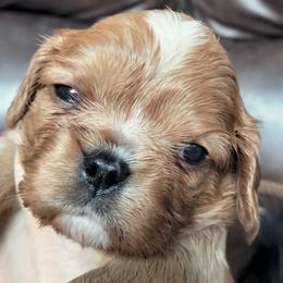 Snickerdoodle - Ruby male Cavalier King Charles Spaniel puppy in Franklin, North Carolina from Cavaliers of the County Macon