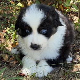 Memphis - Black tri-color male Australian Shepherd puppy in Olivehurst, California from Double M Aussies