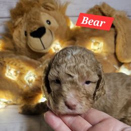 Bear - Red male Cockapoo puppy in Holden, Missouri from Rouffman Doodles