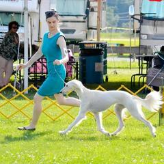 Saluki All Grown Up from Desertskye Salukis