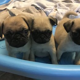 Bulldog, French Bulldog, and Pug Puppies from Royal destiny kennels