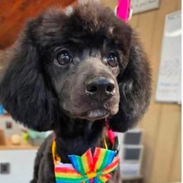 Dax - Black male Poodle puppy in Bedford, Texas from S.H.A.R.P.’s Toy Poodles