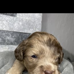 Cockapoo Puppies from Doodle Corner