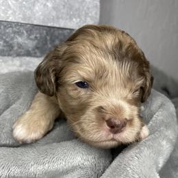 Cockapoo Puppies from Doodle Corner