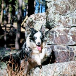 Charm - White and blue merle female Border Collie puppy in Newton, South Dakota from Pinpoint Border Collies
