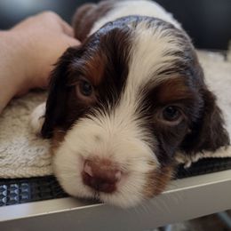 Ginko - Liver white and tan male English Springer Spaniel puppy in Redding, California from Springer's Journey Spaniels California