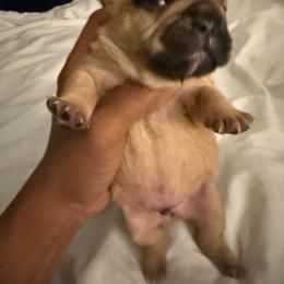 Ali - Cream male French Bulldog puppy in Middletown, Rhode Island from Royal Frenchies LLC