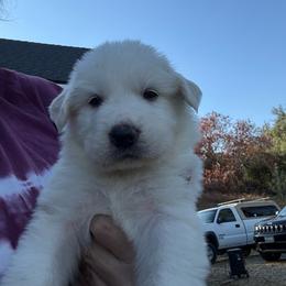 Quartz - White male Great Pyrenees puppy in North Fork, California from Heritage Mountain Ranch