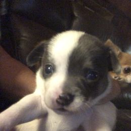 Cully Wilson - Black and white male Chihuahua puppy in Amelia, Virginia from Pannell’s Precious Pups