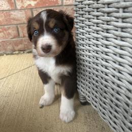 Ruby - Red tri-color female Australian Shepherd puppy in Cypress, Texas from Cypress Aussies