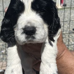 English Springer Spaniel Puppies from Sundance Family Springers