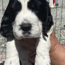 English Springer Spaniel Puppies from Sundance Family Springers