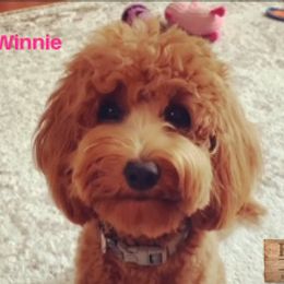Goldendoodle All Grown Up from Kaosfarm Goldendoodles